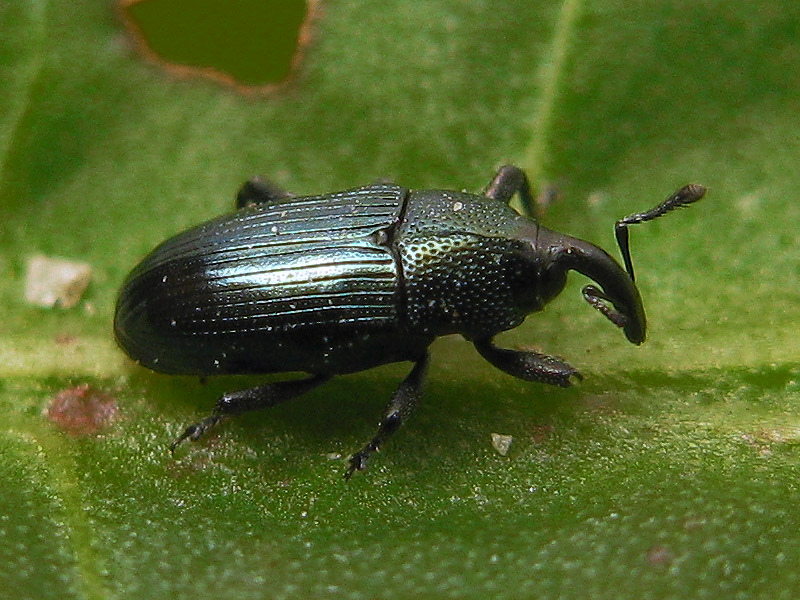 Curculionidae: Baris sp.?   No, Aulacobaris coerulescens